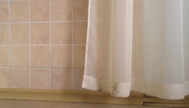 Best Asbestos and Lead Testing During Mold Inspection  in Webster, SD