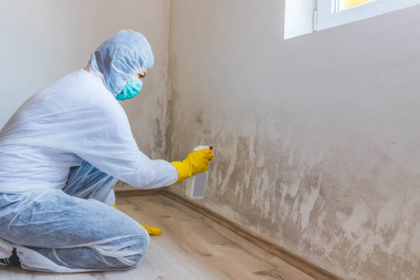 Best Crawl Space Mold Remediation  in Webster, SD