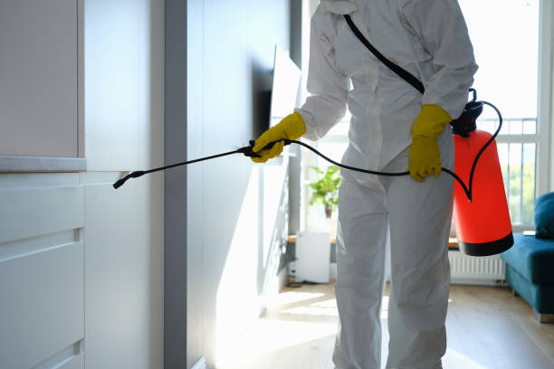Best Basement Mold Removal  in Webster, SD