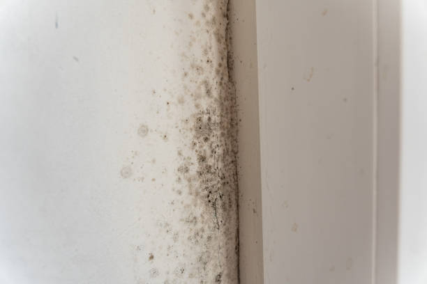 Best Post-Remediation Verification Testing  in Webster, SD